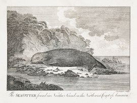 The Sea Otter found in Nootka Sound on the North west Coast of America.