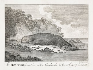 The Sea Otter found in Nootka Sound on t… General / Global