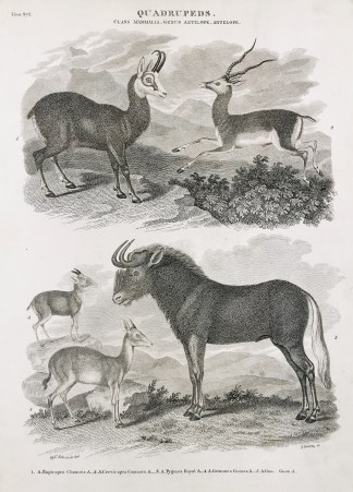 Quadrupeds. Class mammalia. Genus Antilo… General / Global