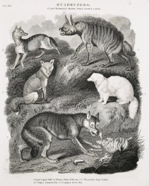 Quadrupeds. Class mammalia. Order Ferae. Genus can… non-Australian