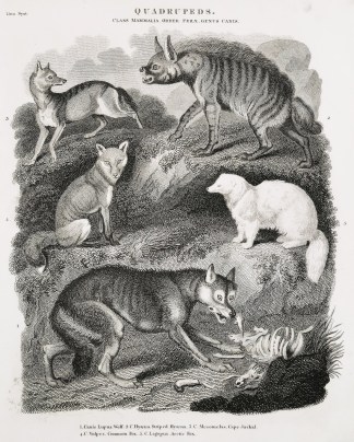 Quadrupeds. Class mammalia. Order Ferae.… General / Global