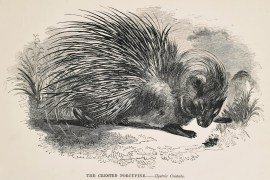 The Crested Porcupine. non-Australian The Crested Porcupine.