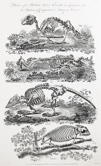 Skeleton of a Rabbit, Mole, Armadillo an… General / Global