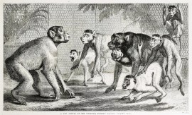 A New Arrival at the Zoological Society’s Gardens, Regent’s Park. non-Australian A New Arrival at the Zoological Society's Gardens, Regent's Park.