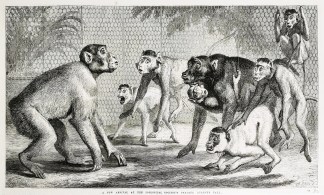 A New Arrival at the Zoological Society&… General / Global