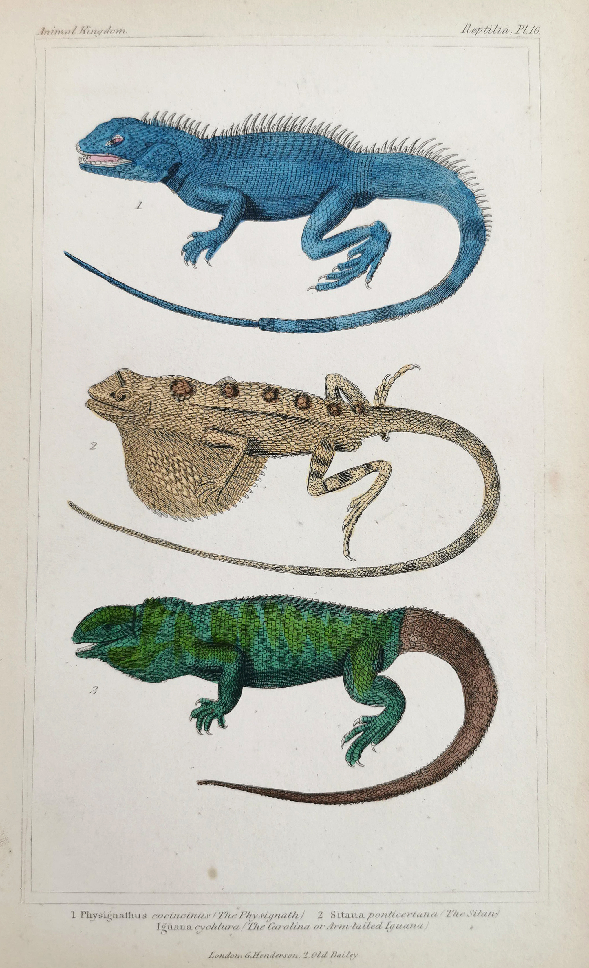 1. Physignathus Cocincinus (The Physignath) 2. Sitana Ponticeriana (The Sitan.) Iguana Cychlura (The Carolina or Arm-tailed Iguana) - Antique Print from 1834