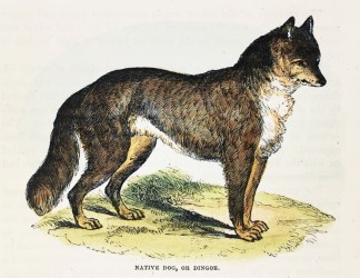 Native Dog or Dingoe. [Dingo] Australian - General