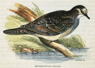 Bronze-Winged Pigeon. Australian