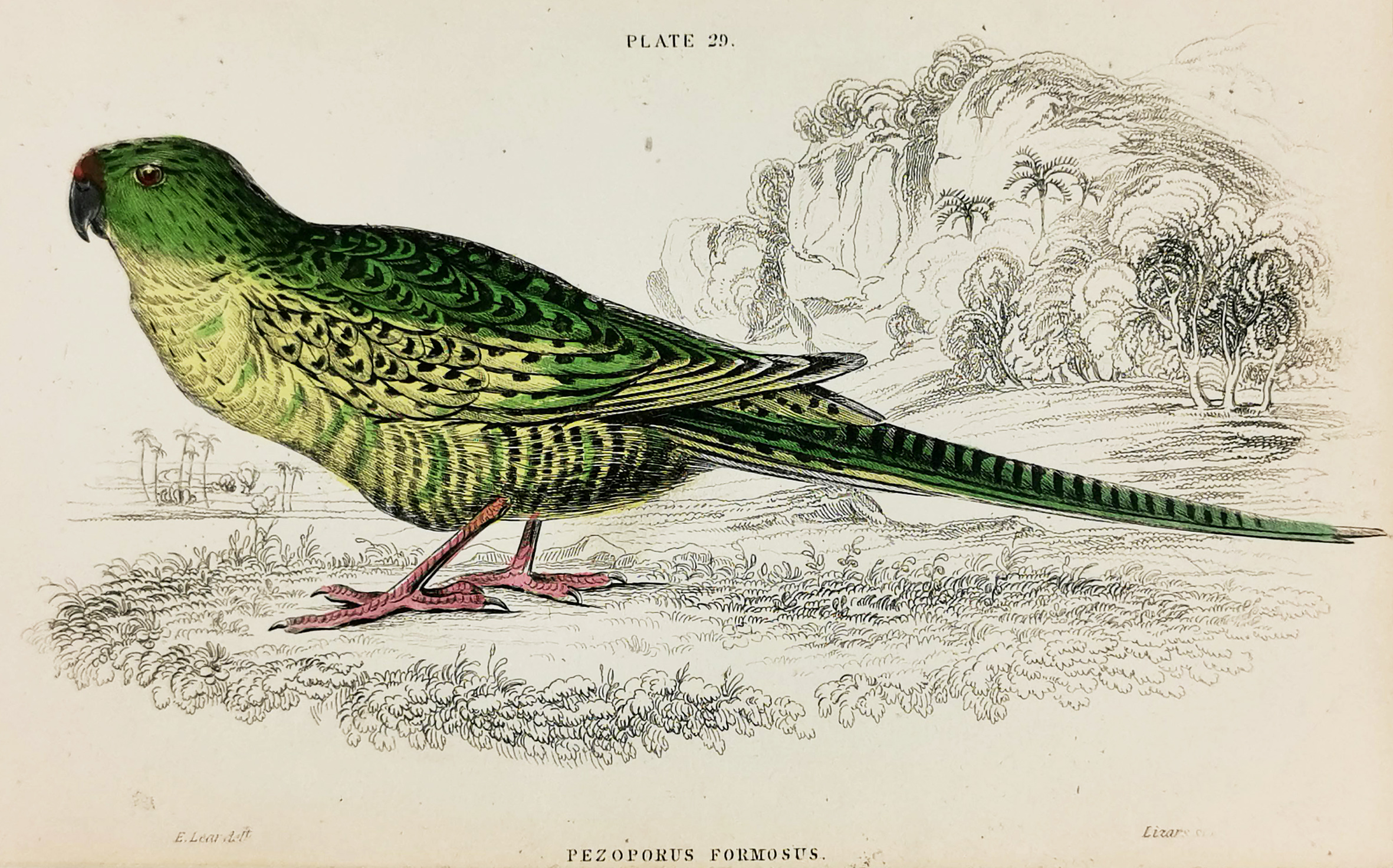 Pezoporus Formosus. Ground Parrot. Native of New Holland. - Antique Print from 1834