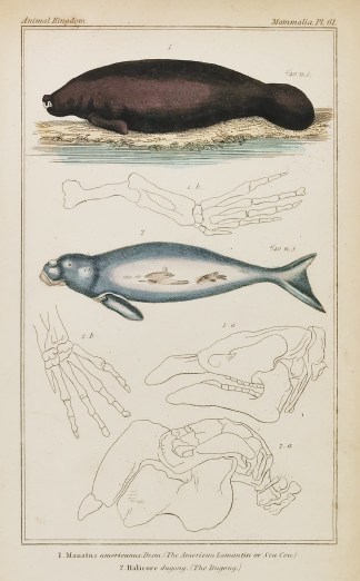 1. Manatus Americanus. Desm. (The Americ… Australian - General