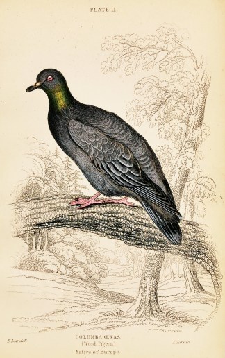 Columba Oenas. (Wood Pigeon.) General / Global