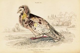 Columba Livia, Var. Cucullata. (Jacobine… General / Global