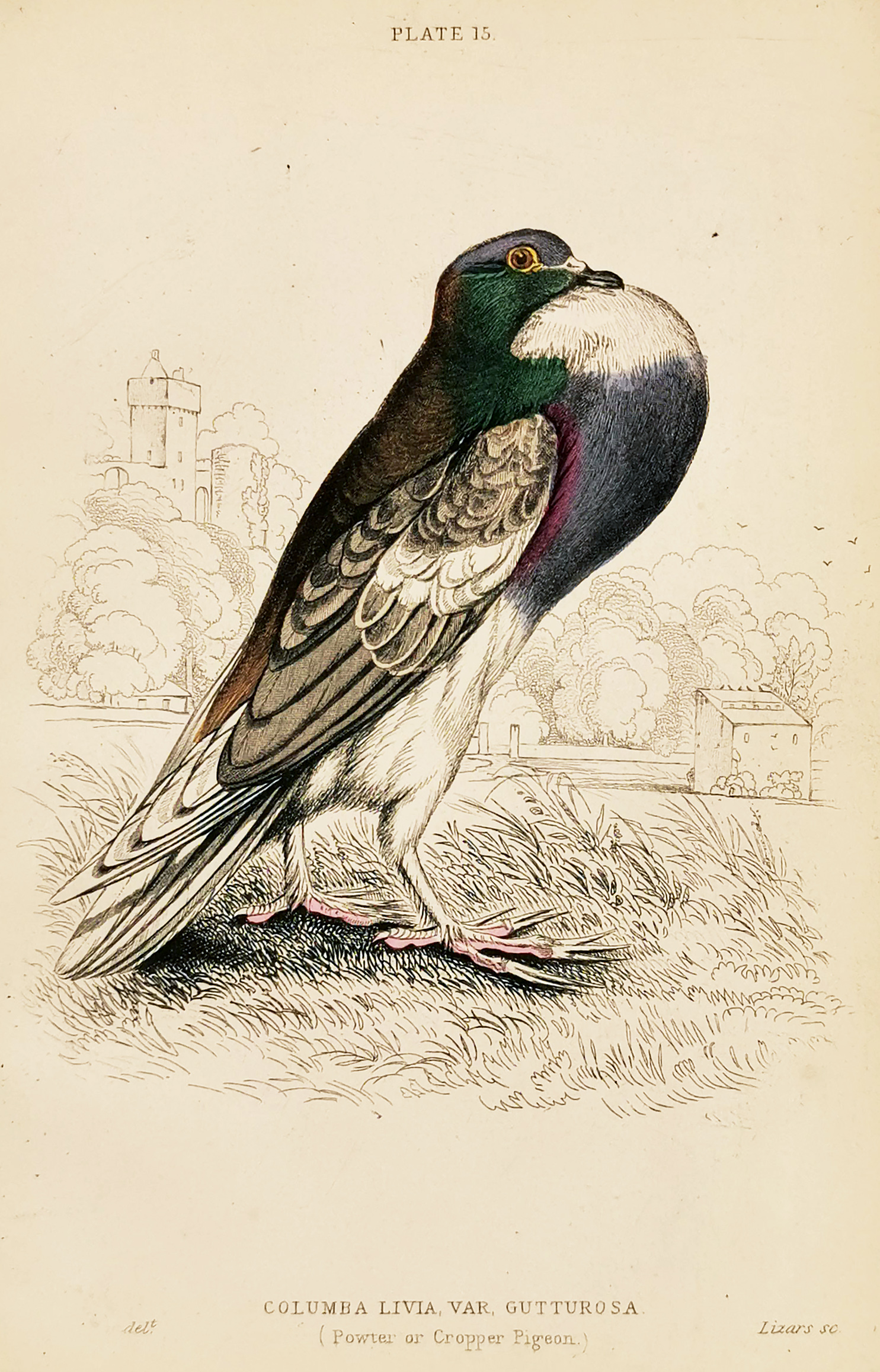 Columba Livia, Var. Gutturosa. (Powter or Cropper Pigeon.) - Antique Print from 1843