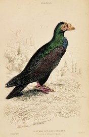 Columba Livia, Var Turcica. (Turkish or Mawmet Pigeon)