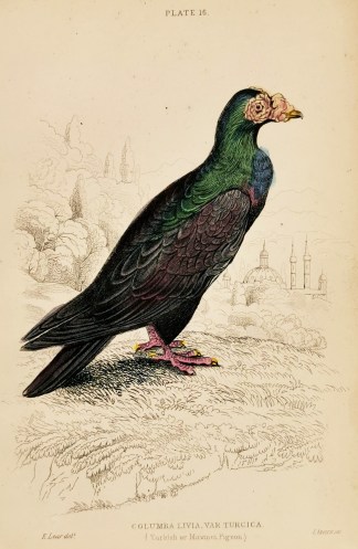 Columba Livia, Var Turcica. (Turkish or … General / Global