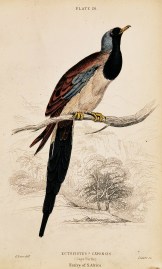 Ectopistes ? Capensis. (Cape Turtle)