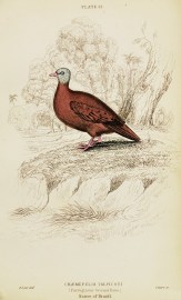 Chaemepelia Talpicoti. (Ferruginous Ground Dove.) General