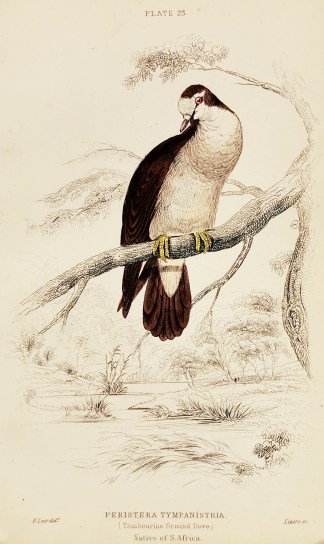 Peristera Tympanistria. (Tambourine Grou… General / Global