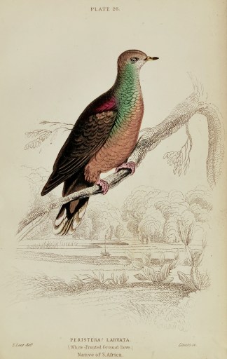 Peristera ? Larvata. (White-Fronted Grou… General / Global