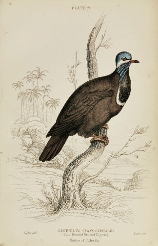 Geophilus Cyanocephalus. (Blue Headed Gr… General / Global