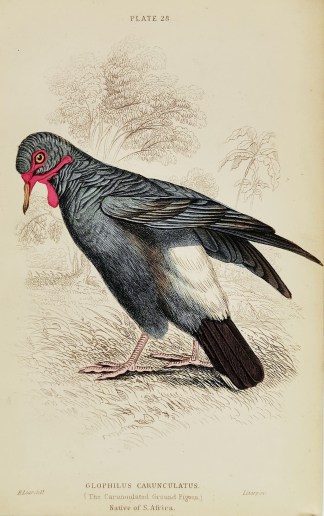 Glophilus Carunculatus. (The Carunoulate… General / Global