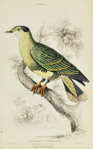 Ptilinopus Cyanovirens. ( Blue and Green… General / Global