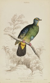 Ptilinopus Monachus. (Blue-Capped Turteline.)