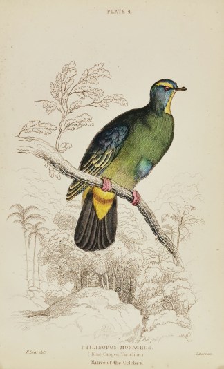 Ptilinopus Monachus. (Blue-Capped Turtel… General / Global