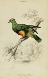 Ptilinopus Purpuratus. ( Purple-Crowned Turteline.)