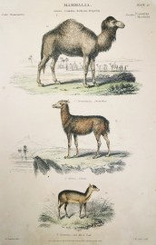 Mammalia Genera Camelus Anchenia Tragulus