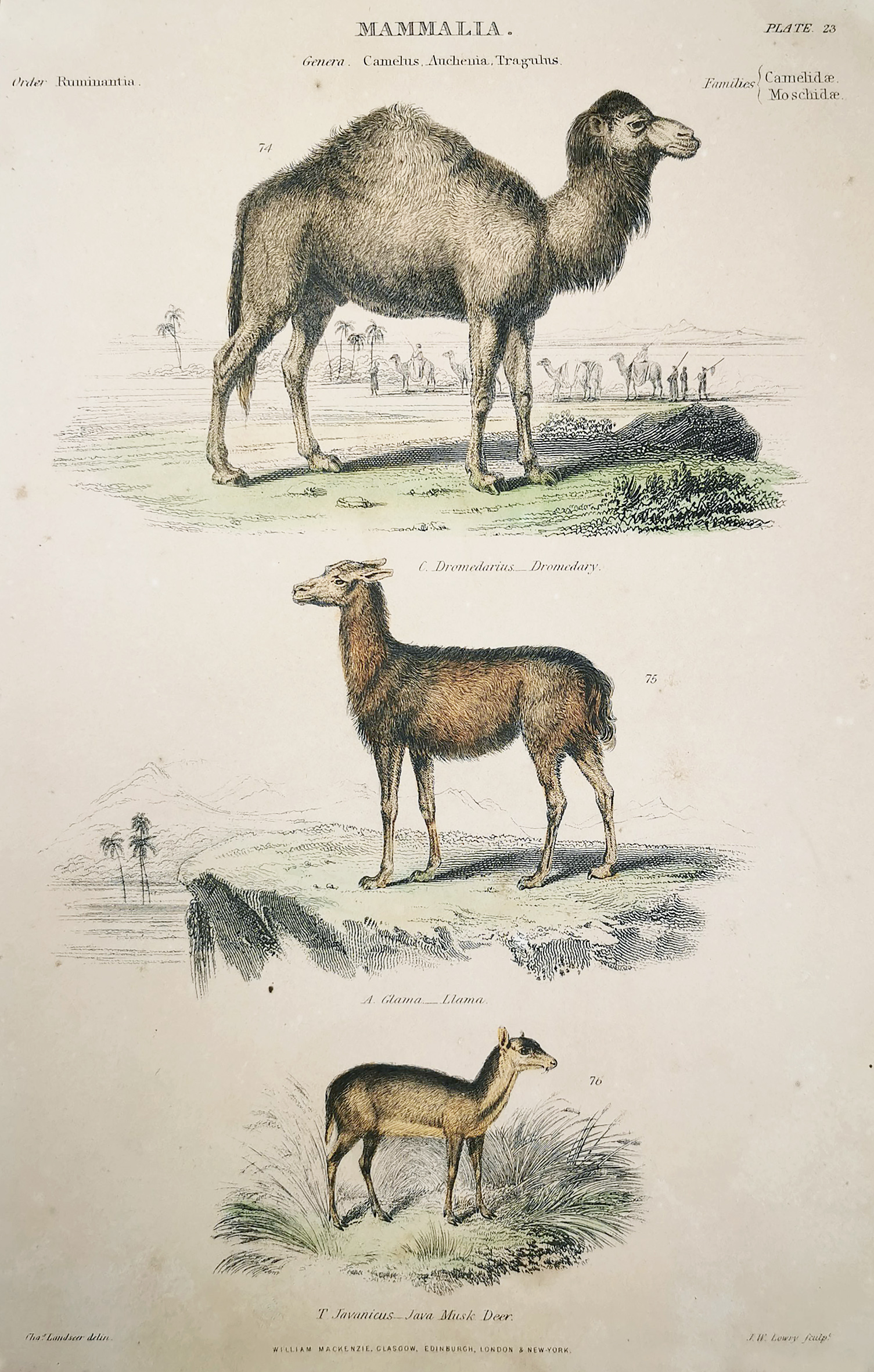 Mammalia Genera Camelus Anchenia Tragulus - Antique View from 1860