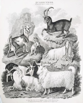 Quadrupeds. Class mammalia. Genus Capra.… General / Global