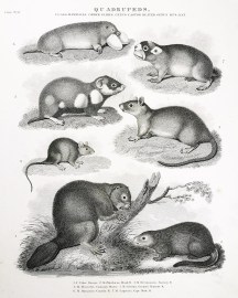 Quadrupeds. Class mammalia. Genus Glires. Genus Castor Beaver. Genus Mus. Rat. non-Australian Quadrupeds. Class mammalia. Genus Glires. Genus Castor Beaver. Genus Mus. Rat.