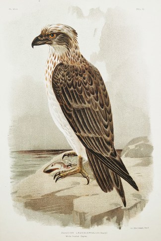 Pandion Leucocephalus. White headed Ospr… Gracius Broinowski