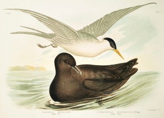 Thalasseus Bengalensis. Indian Tern. Ste… Australian