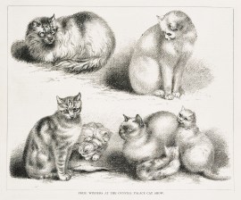 Prize Winners at the Crystal Palace Cat Show. non-Australian Prize Winners at the Crystal Palace Cat Show.
