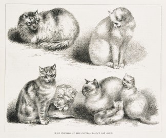 Prize Winners at the Crystal Palace Cat … General / Global