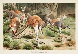 The Red Kangaroo Australian - General