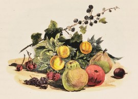 ‘Tasmanian Fruit’ Australian - General