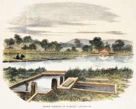 Salmon Breeding in Tasmania.