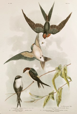 1. Hirundo Frontralis. Welcome Swallow. … Gracius Broinowski