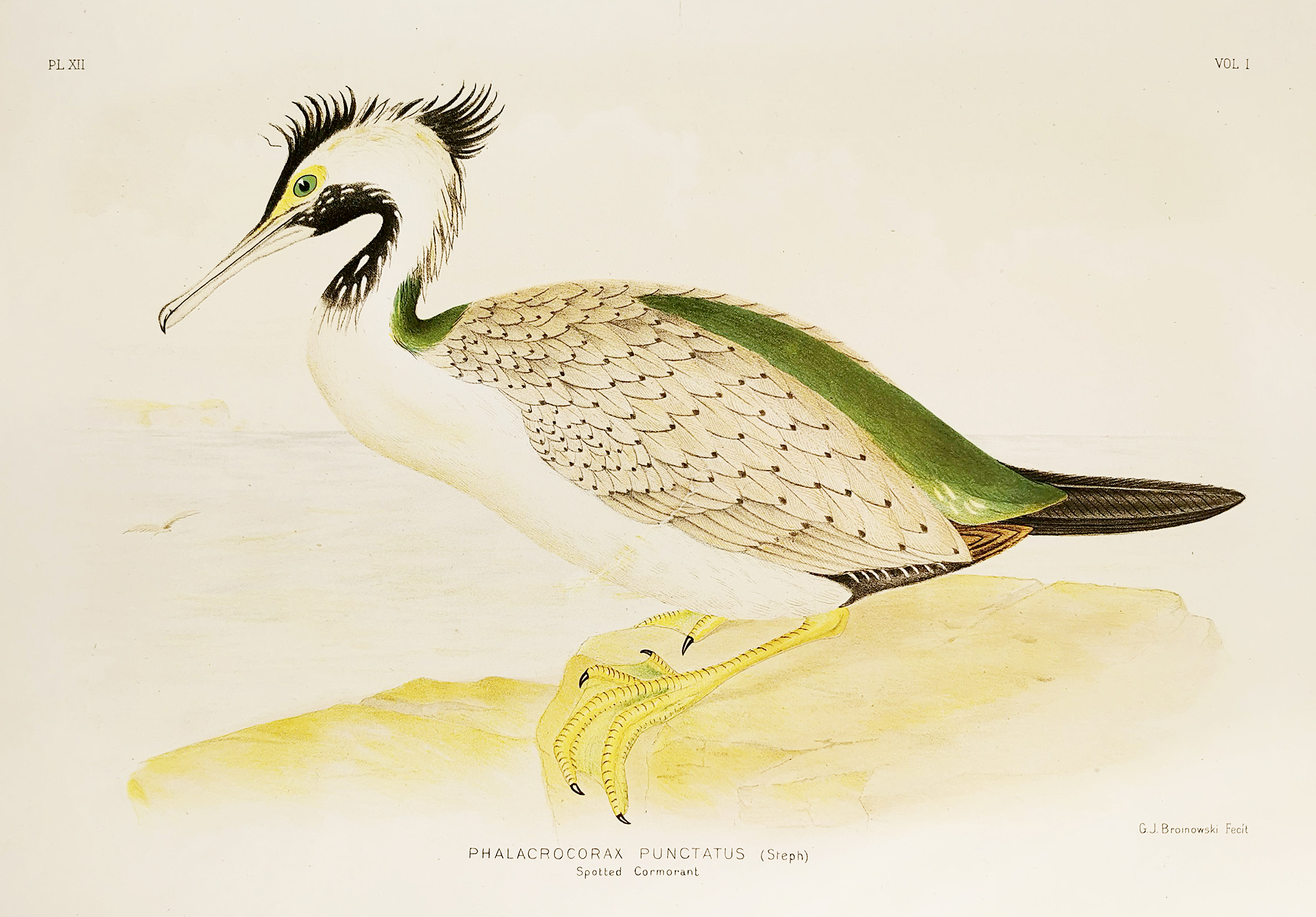 Phalacrocorax Punctatus. Spotted Cormorant. - Antique Print from 1889