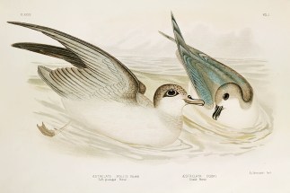 Aestrelata Mollis. Soft-plumaged Petrel.… Australian