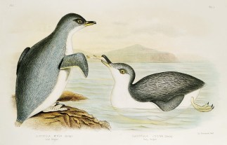 Eudyptula Minor. Little Penguin. Eudyptu… Gracius Broinowski