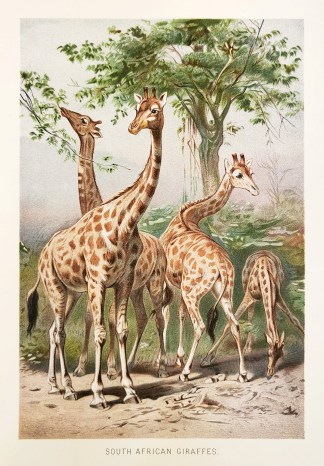 South African Giraffes. General / Global