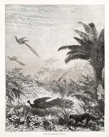 Peacock-shooting in India. General