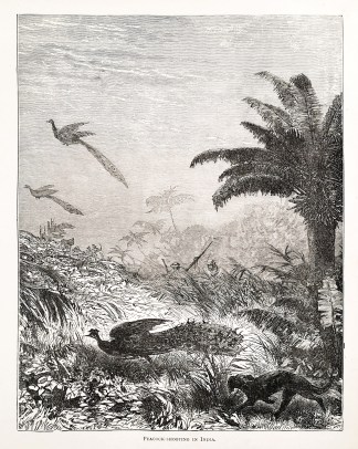 Peacock-shooting in India. General / Global