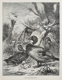 Wild Ducks. (Anas boschas). General