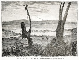 Talking [i.e. stalking] pelicans