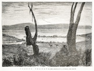 Talking [i.e. stalking] pelicans ABORIGINES